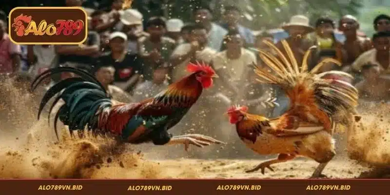 Lịch đá gà Thomo hôm nay ALO789 theo từng sảnh đấu