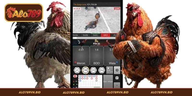 Tìm hiểu thông tin về gà chiến ALO789 cập nhật